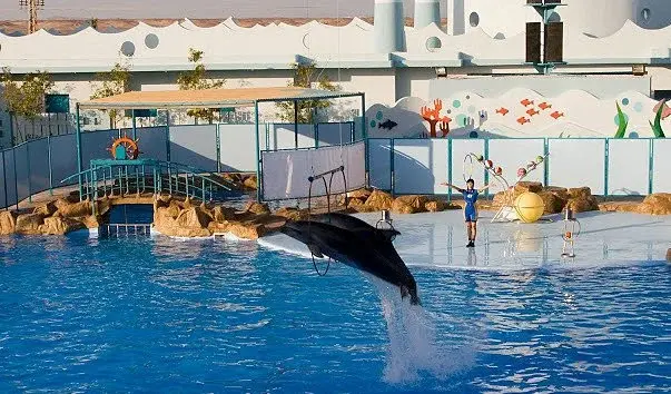 Дельфинарий в Хургаде